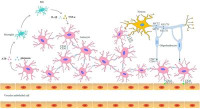 The Multifaceted Role of Astrocyte Connexin 43 in Ischemic Stroke Through Forming Hemichannels and Gap Junctions
